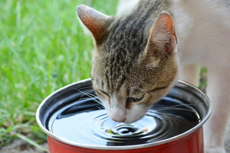 猫咪的鼻子湿了正常吗通常鼻子变干需要警惕！