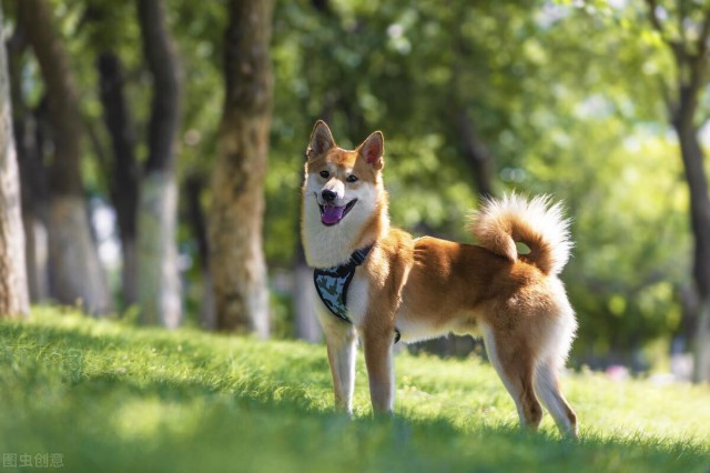 因表情包蹿红于网络的日本柴犬好养么它的优缺点及注意事项