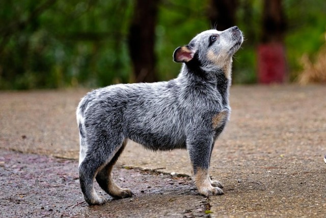 冷酷无情的牛仔犬：揭秘澳洲牧牛犬的神秘过去！