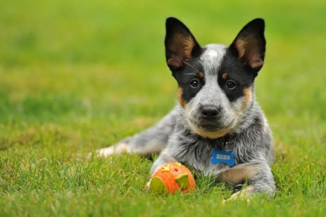 冷酷无情的牛仔犬：揭秘澳洲牧牛犬的神秘过去！