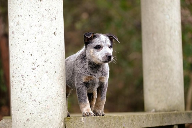 冷酷无情的牛仔犬：揭秘澳洲牧牛犬的神秘过去！