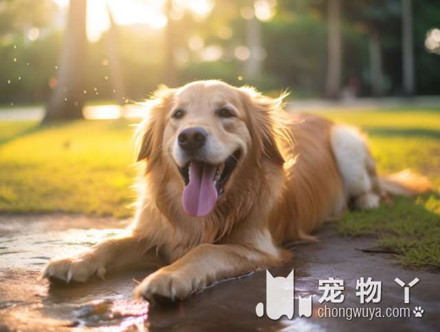 世界上最大的比特犬生宝宝了，每只预定价格高达50万美元！