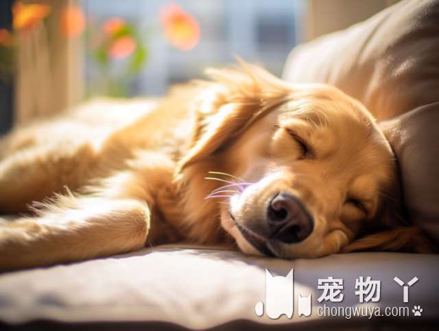 比特犬什么血统最好？适合你的才是最好的