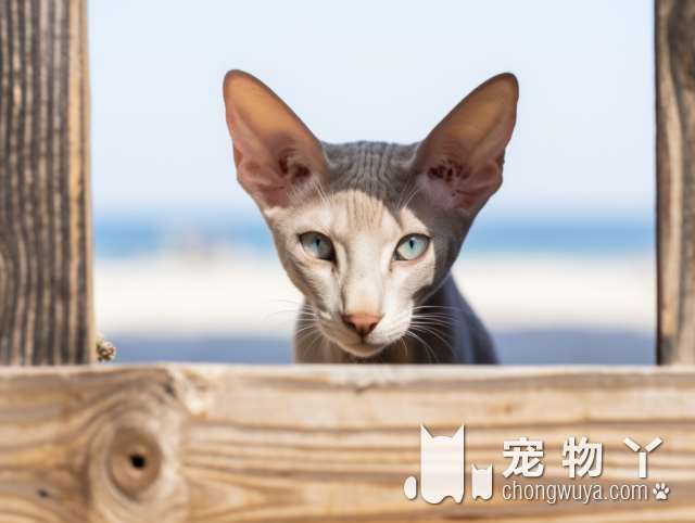 金吉拉猫洗澡频率和费用。